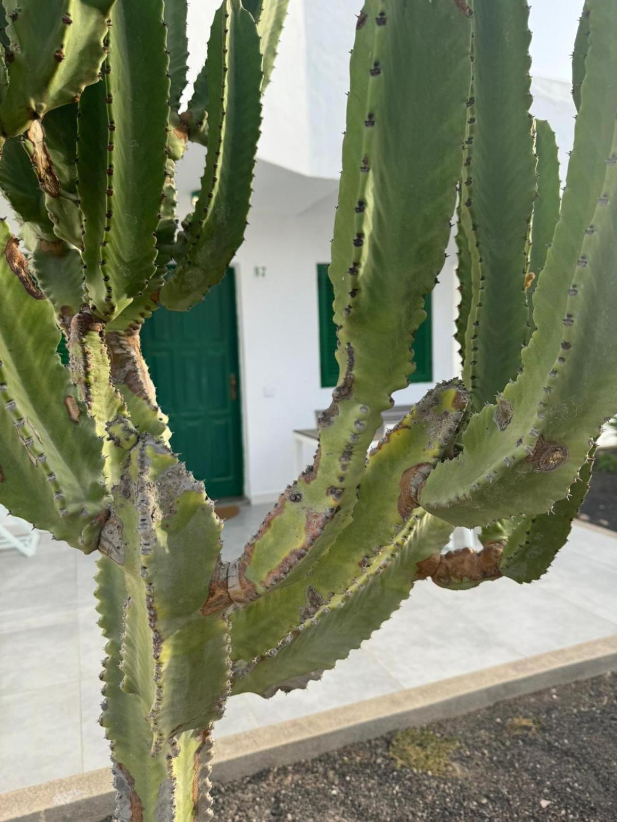 Cotillo 外观 照片